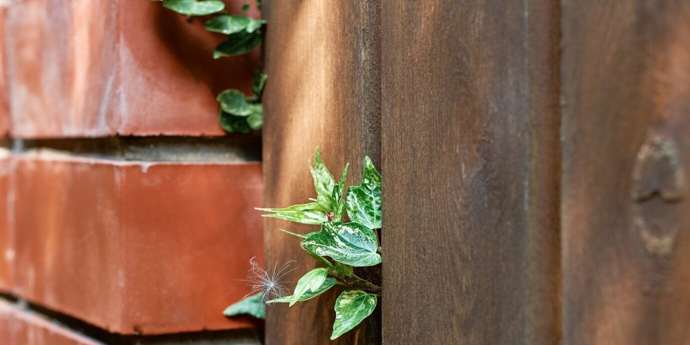 green-ivy-leaves-sprouting-from-wooden-old-garden-fence-old-wooden-planks-red-brick-walls-covered-with-green-leaves-natural-background-texture_166373-1636